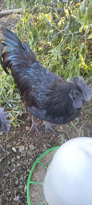 Kogut ayam Cemani