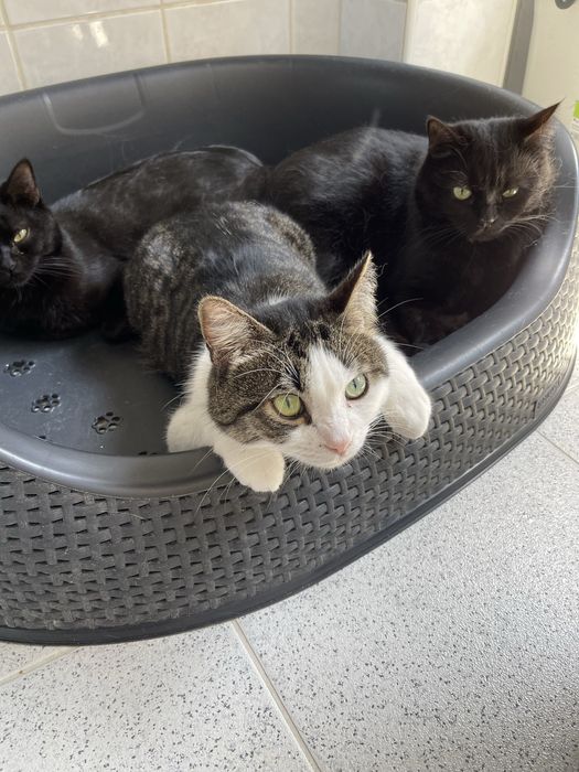 Doar gatinhos grandes