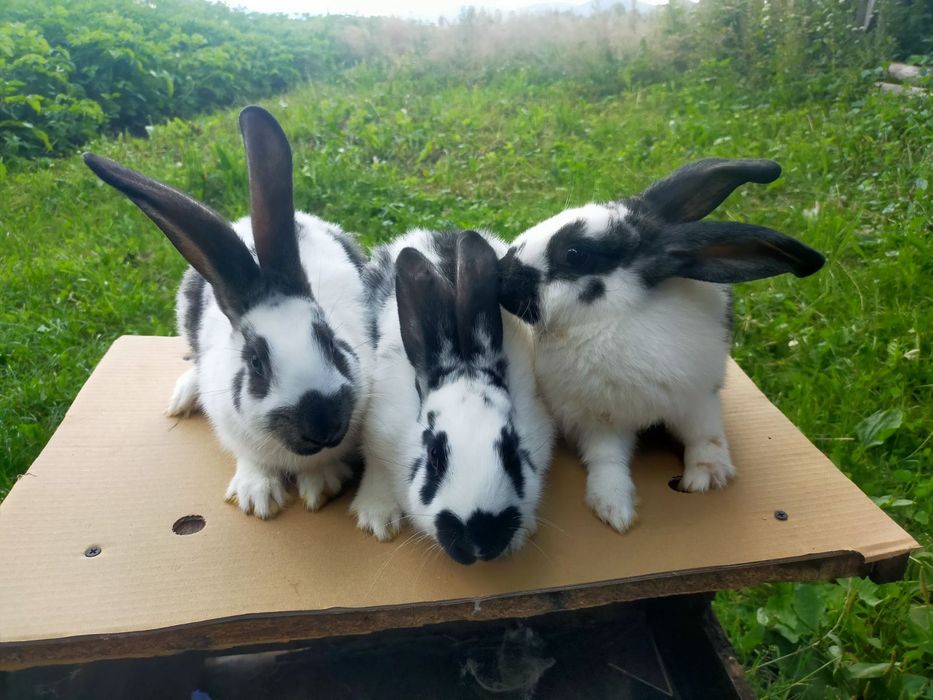 Кролі породи Німецький строкатий велетень . Шиншила .