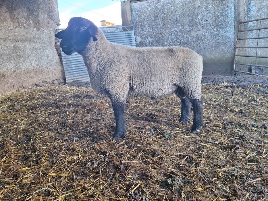 Carneiro suffolk inglês