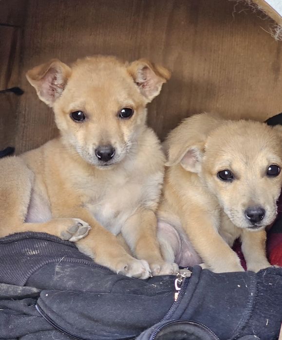 Маленькі Гарненькі цуценята в добрі руки