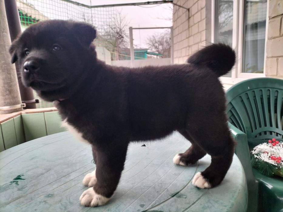 Американські Акіти