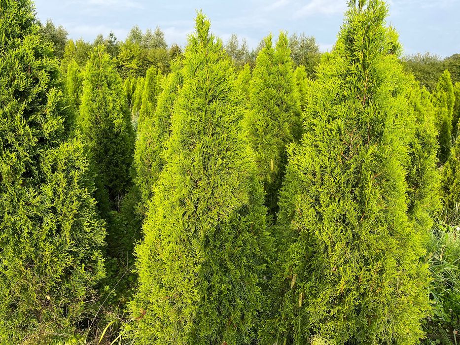 Thuja szmaragd occidentalis 160-180 cm