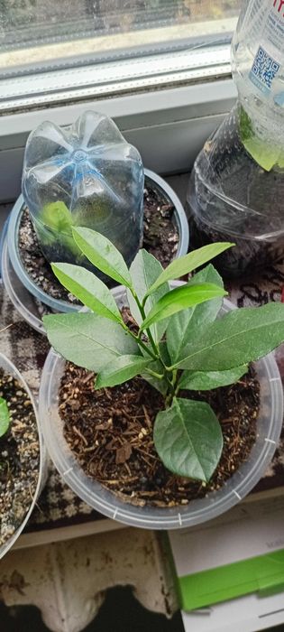 Лимон Загара, Карубару