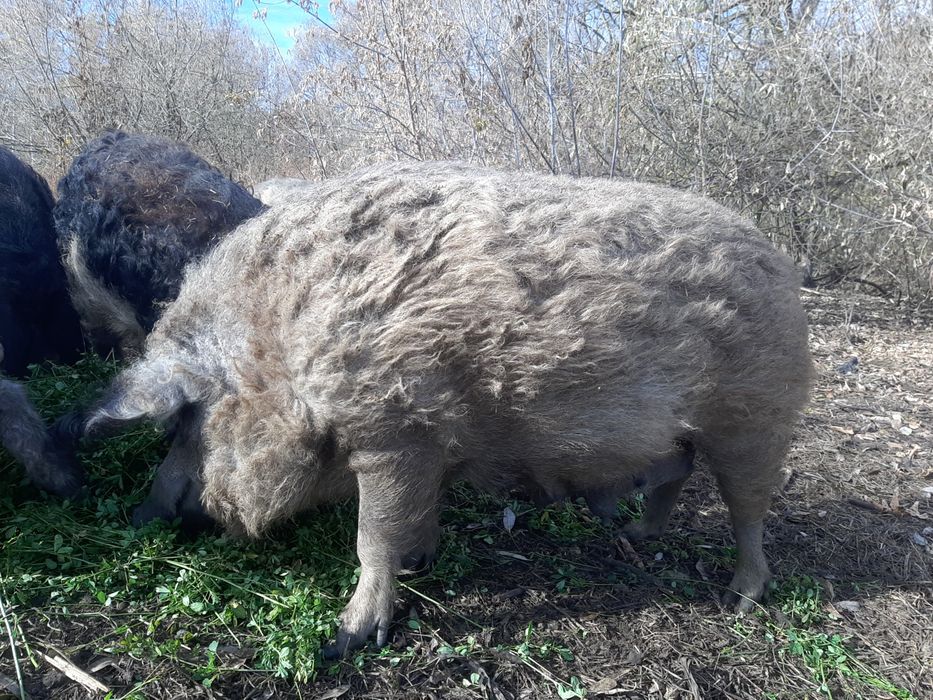 Продам свиней Венгерской Пуховой Мангалицы!