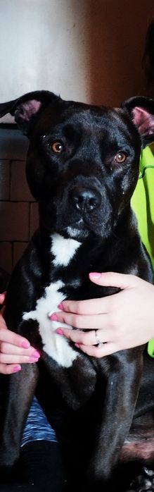 Кобель пітбультерьєра (пітбуль) на в'язку.