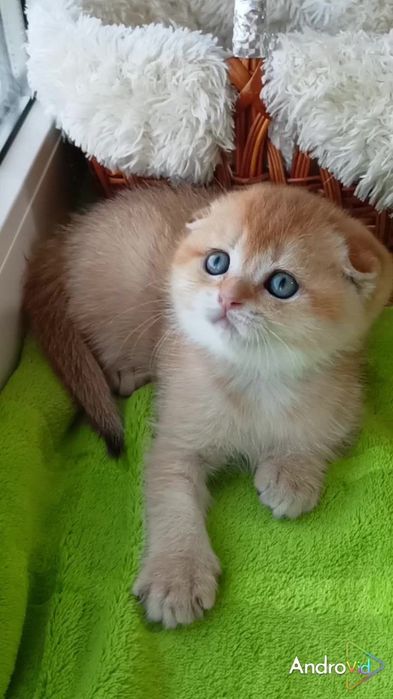 Класснючий вислоухий котик золотая шиншилла