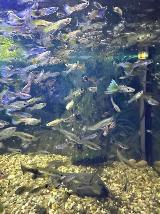 Vendo lote com 50 Guppys