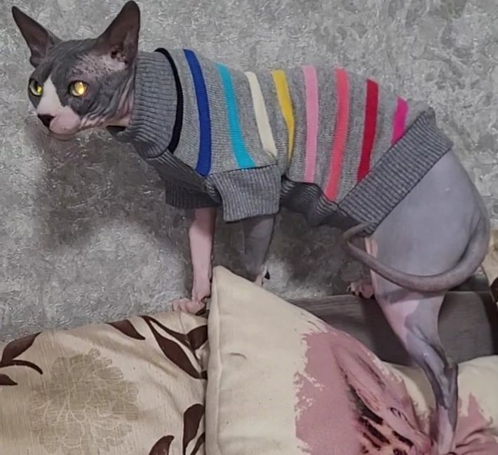 Светрики для сфінкса