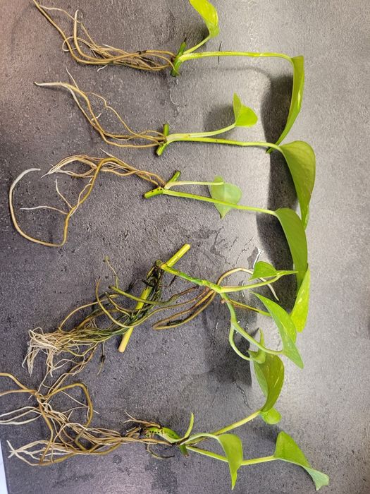 Szczepki epipremium 30 sztuk