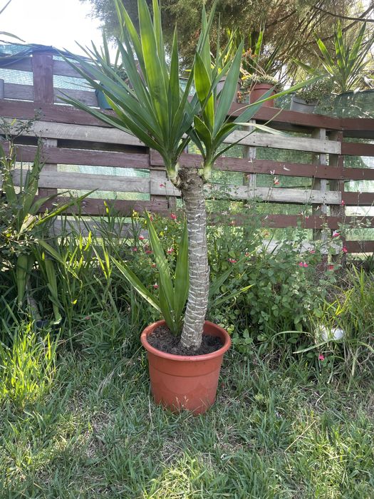 Yucca diversos tamanhos
