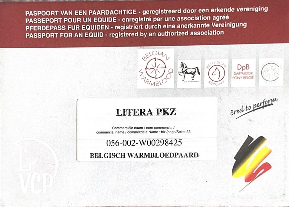 Кінь кобила в розведення, конкур