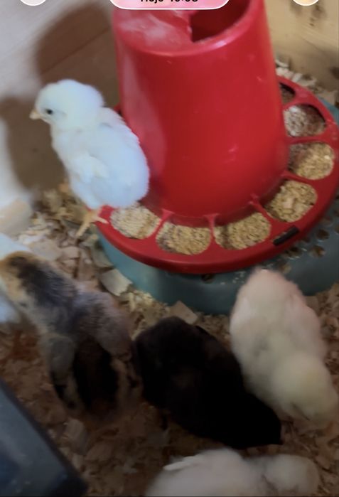 Pintos Araucana e Leghorn