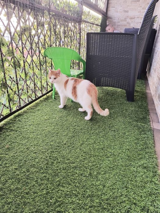 Słodki Pinokio do pokochania