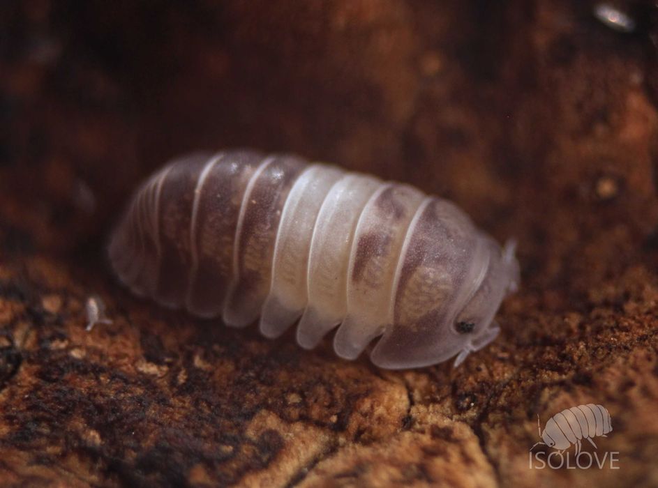 Cubaris sp. "panda king", isopoda, równonogi, kulanki, prosionki