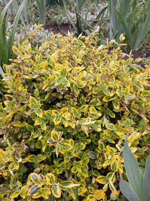 Колокольчик скученый, традесканция, бересклет.Телефонный аппарат стаци