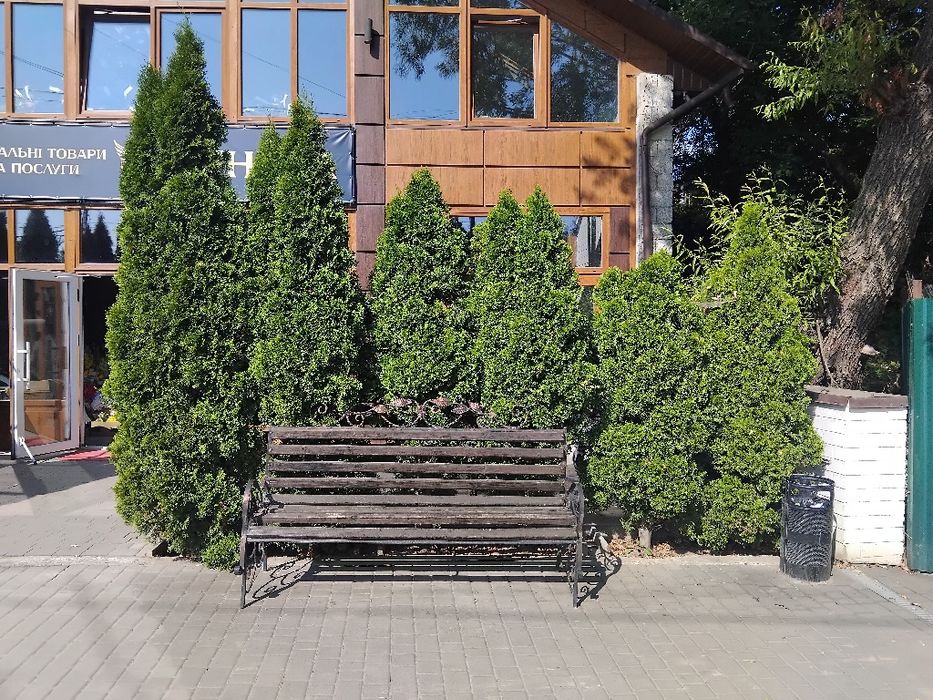 Продам високі туї