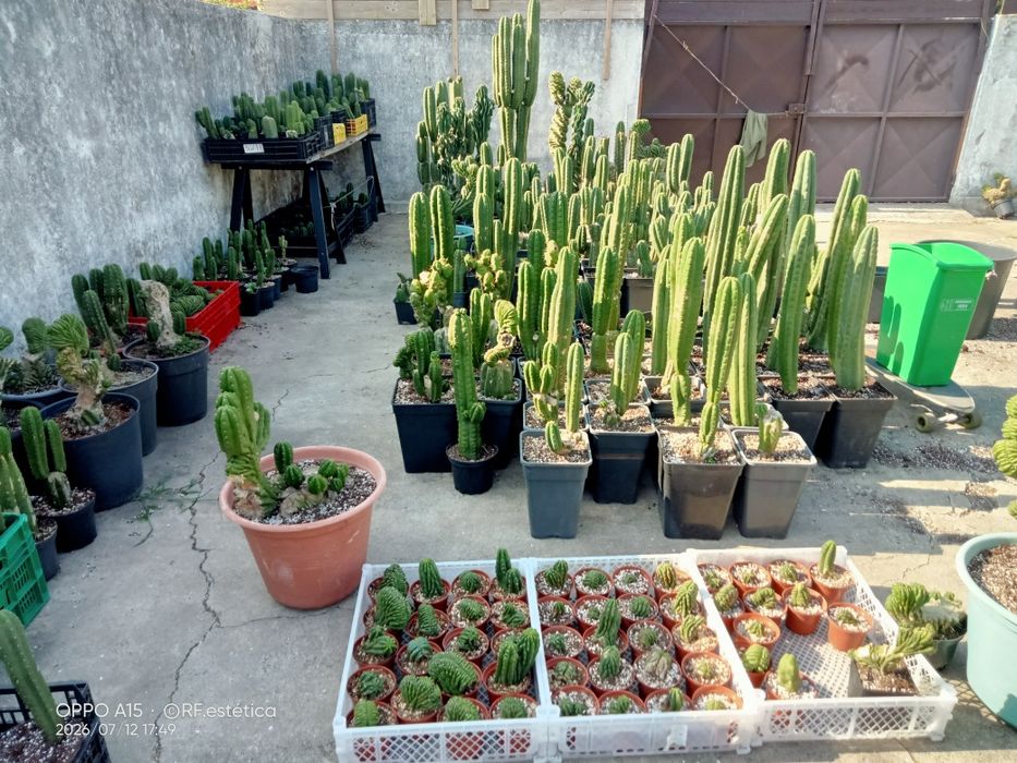 Trichocereus pachanoi