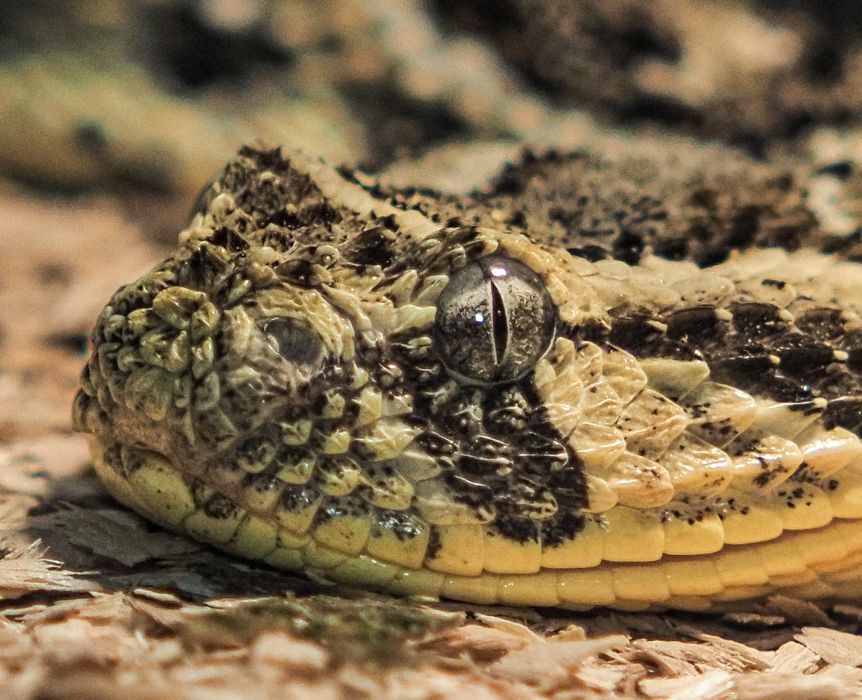 Обьектив M.Zuiko Olympus 12-40/2.8 Pro  micro 4/3 Panasonic под ремонт