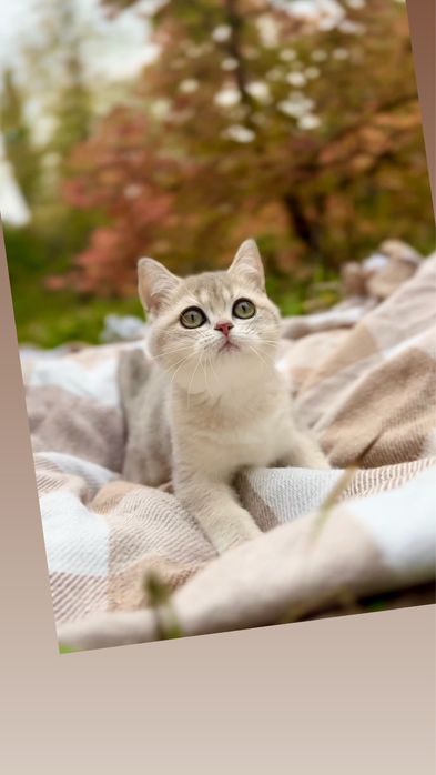 Шотландські кошенята з ніжним забарвленням блакитне золото шиншили прям