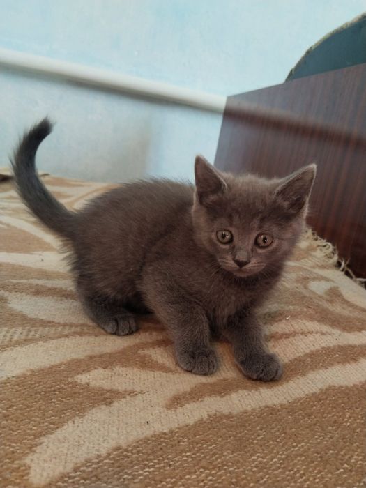Кошенята домашні
