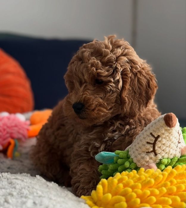 Неймовірний красень той пудель