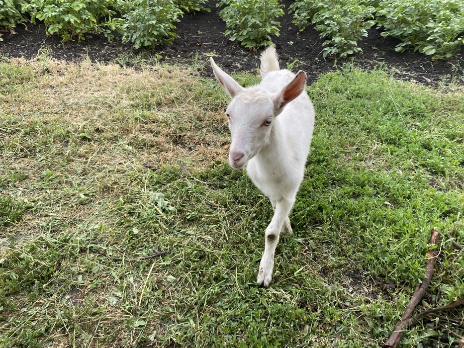 Продам 3-х місячних козенят