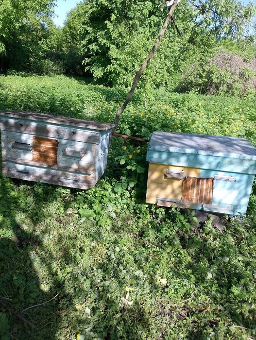 Продам вулики для бджіл