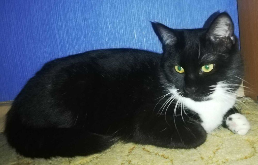 Котенок Феликс, возраст около 7 месяцев, ищет дом!