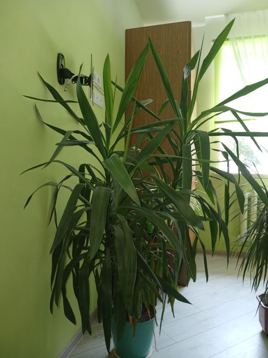 Продам юку,висота приблизно 160 см