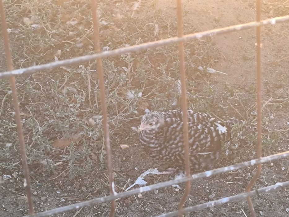 Frangos, ovos malines e pintos