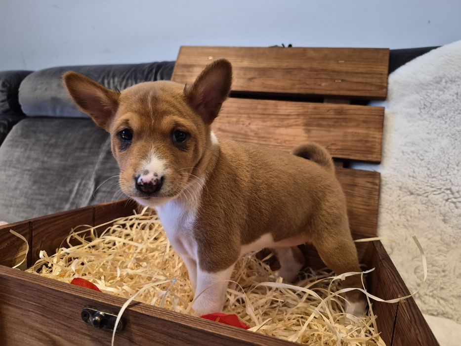 Suczka  rasy Basenji