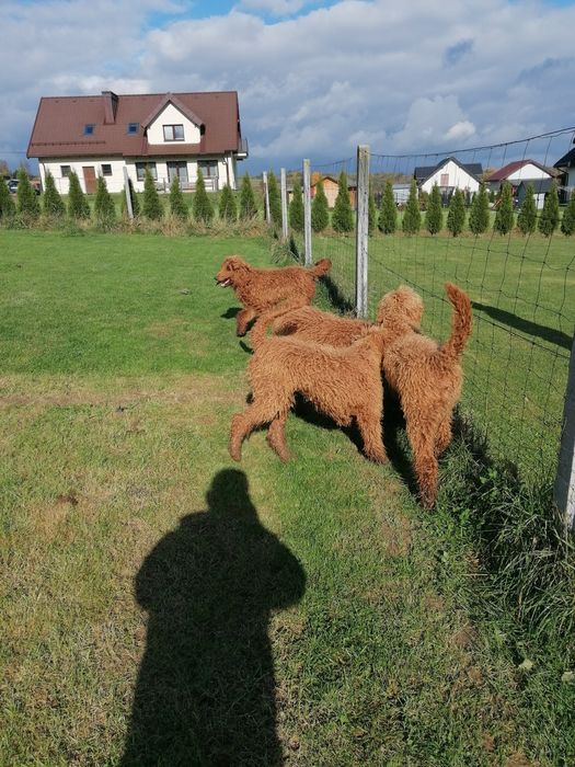 Pudel królewski czerwony pies