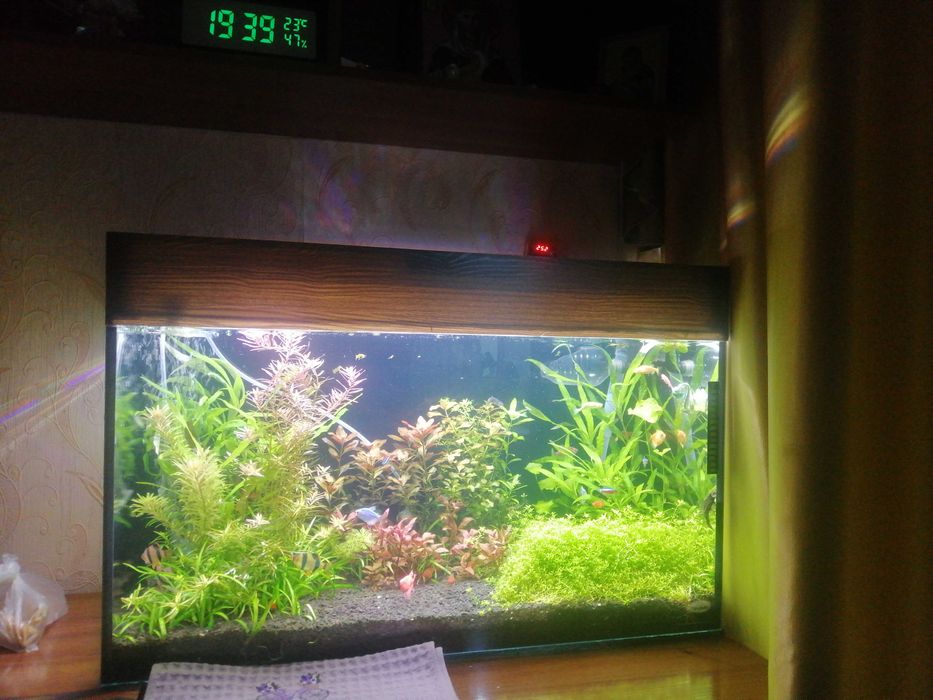 Аквариум природа