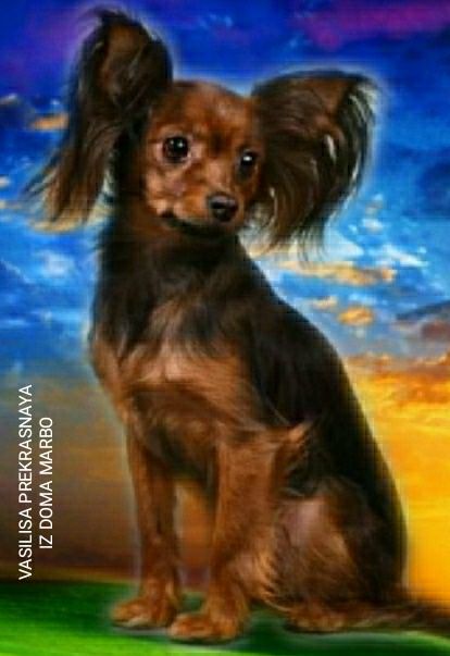 Питомник. Щенки Русского Длинношерстного Тоя.