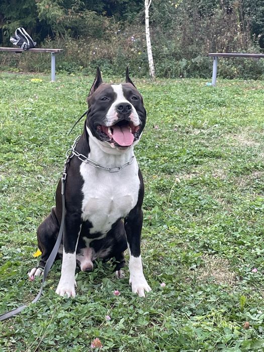 Амстафф КСУ шукає подругу для случки