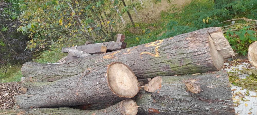 Sprzedam 3 kłody lipy