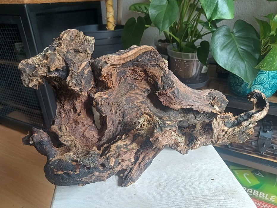 Korzeń do terrarium
