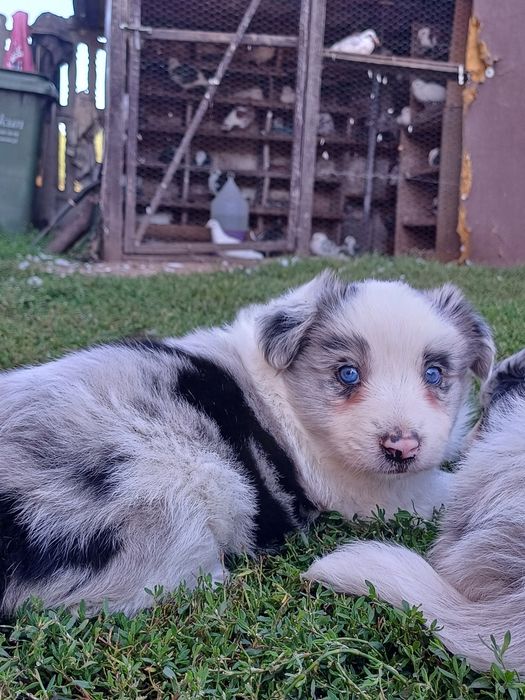 Border Collie piesek blue merle