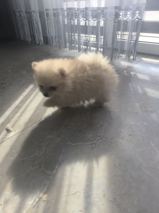 Chłopiec jasny cream