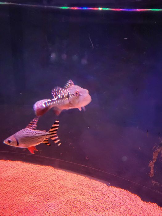 Gurami Red tail 15cm