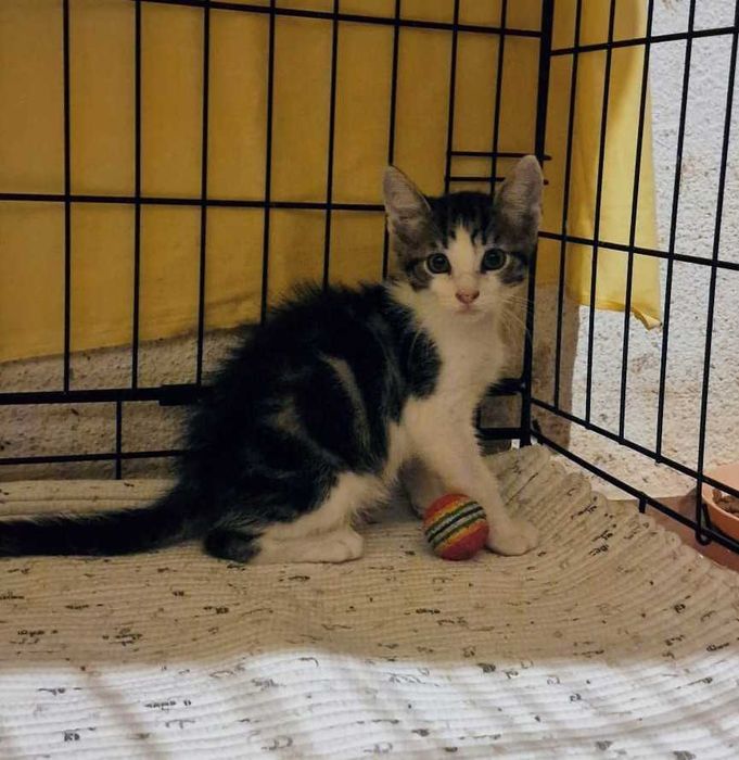 Gatinhos bebés para adoção consciente