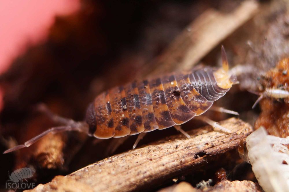 Proporcellio vulcanicus, piękne równonogi, isopoda