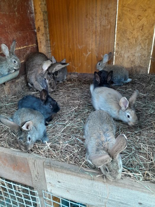 Króliki samce samice