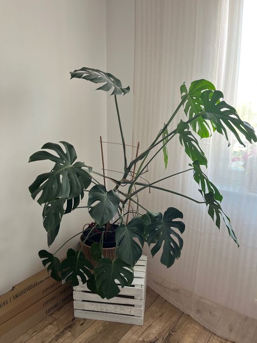 Monstera deliciosa