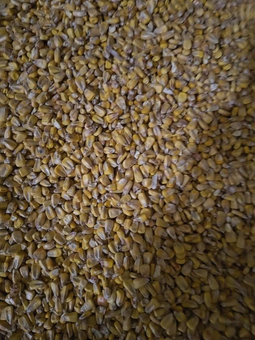 Kukurydza sucha workowania lub big bag