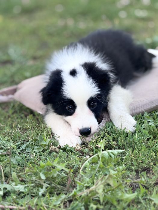 Czarno biale Border Collie piesek