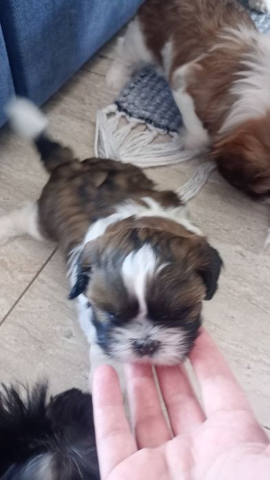 Shih TZU maluszek