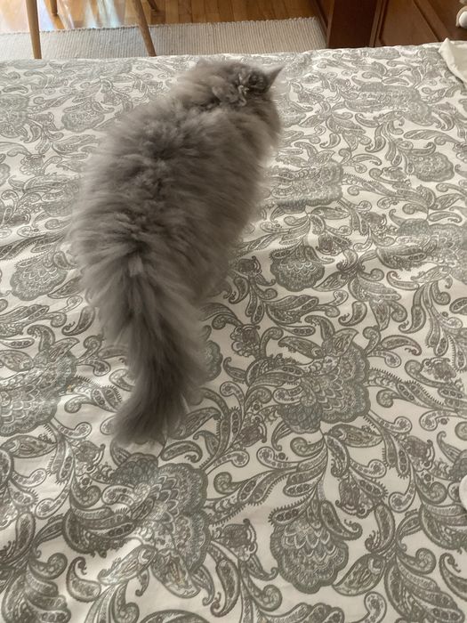Gato macho persa