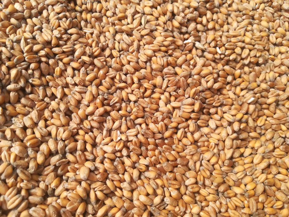 pszenica owies żyto kukurydza jęczmień ziemniaki transport gratis